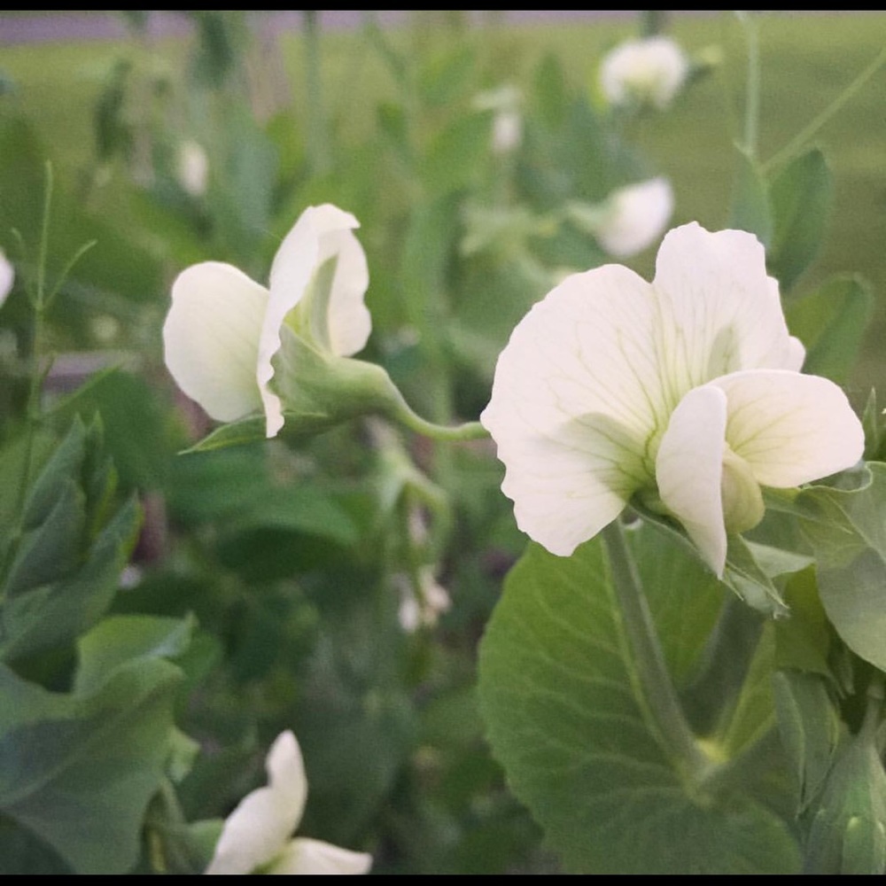 Meet your Posher, Gabrielle